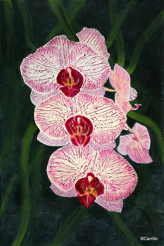 Orchids Are One Of My Favorite Subjects. Their Unique Shapes Poster featuring the painting Three Pink Orchids by Ruben Carrillo