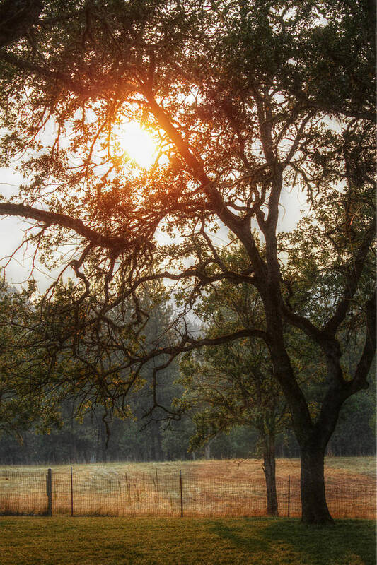 Sunset Poster featuring the photograph Through the Trees by Melanie Lankford Photography