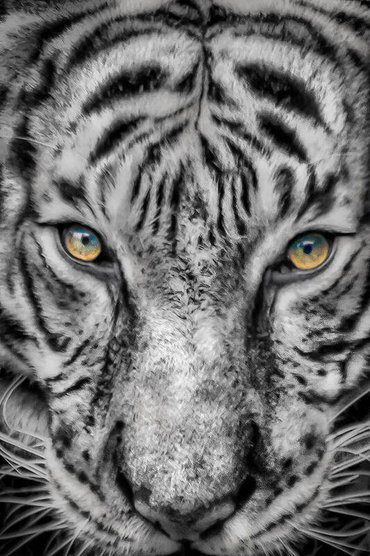 Tiger Poster featuring the photograph Tiger Eyes by James Woody
