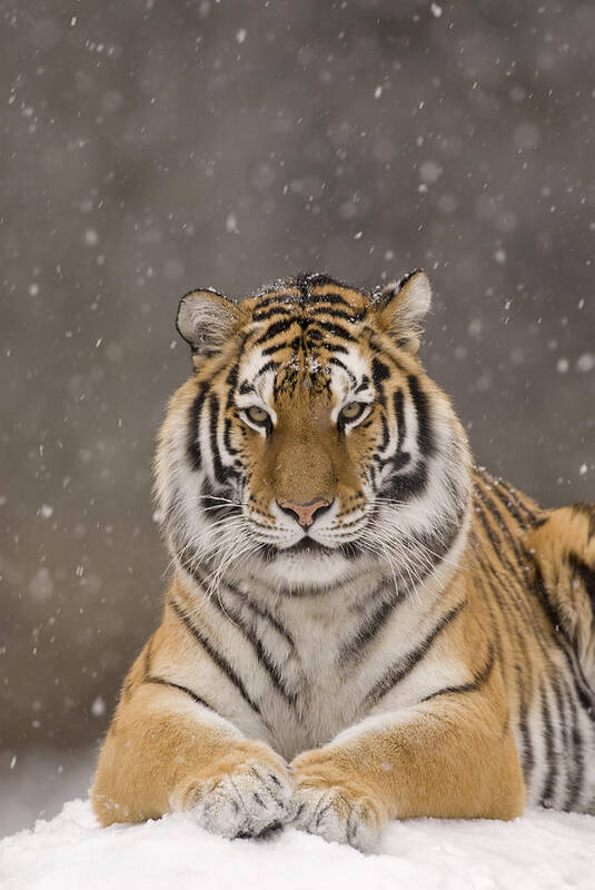 535778 Poster featuring the photograph Tiger Portrait In Snowfall by Steve Gettle