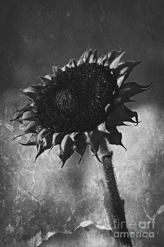 Sunflowers Poster featuring the photograph Time To Say Goodbye by Clare Bevan