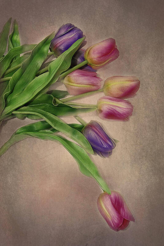 Tulips. Flowers. Petals. Green Stems. Pink Flowers Poster featuring the photograph Tip Toe thru the Tulips by Mary Timman