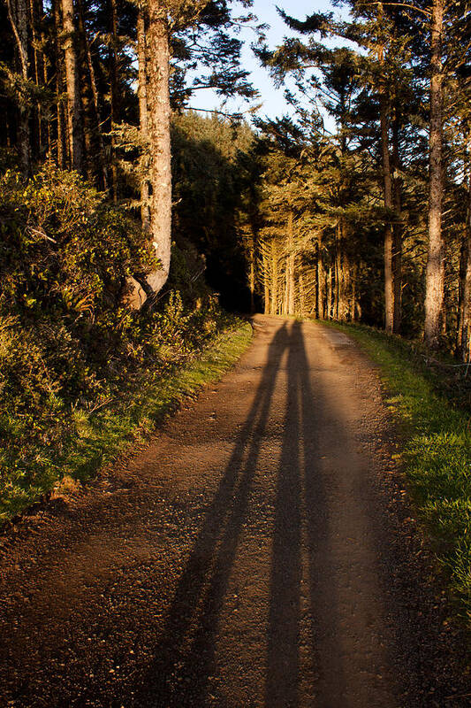 Woods Poster featuring the photograph Together by John Daly