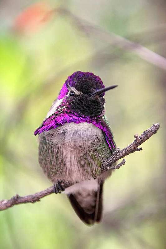 Costa's Hummingbird Poster featuring the photograph Top of the Pecking Order by Theo OConnor