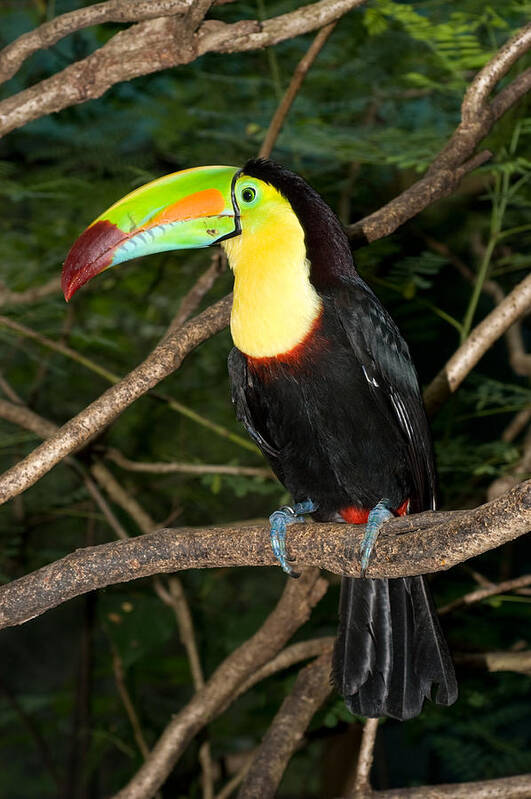 Toucan Poster featuring the photograph Toucan by Joe Belanger