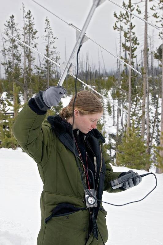 Equipment Poster featuring the photograph Tracking Radio-collared Wolves by Jim West