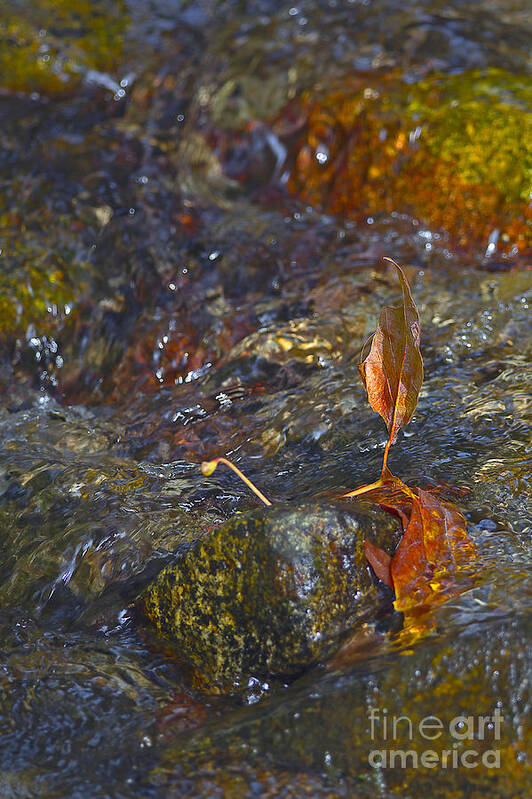 Leaf Poster featuring the photograph Trapped Leaf by Sharon Talson