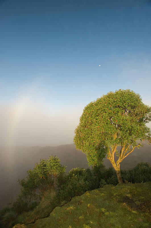 Biosphere Poster featuring the photograph Tree In Sunlight, Tres Cruces Region by Howie Garber