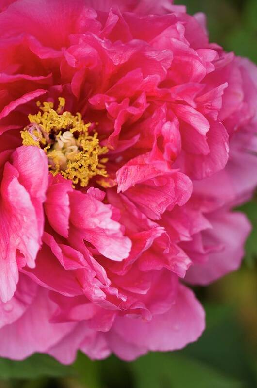 May Poster featuring the photograph Tree Peony (paeonia Suffruticosa) Flower by Maria Mosolova/science Photo Library
