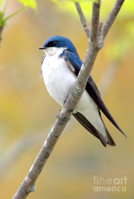 Tree Swallow Poster featuring the photograph Tree Swallow by John Greco