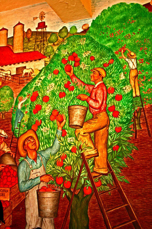Coit Tower Poster featuring the photograph Tree Top Harvest by Joseph Coulombe