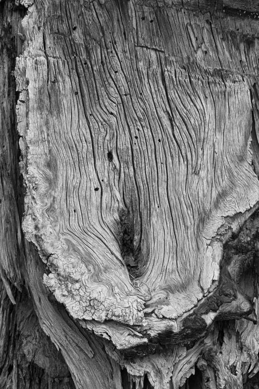 Trunk Poster featuring the photograph Tree trunk by Hugh Smith