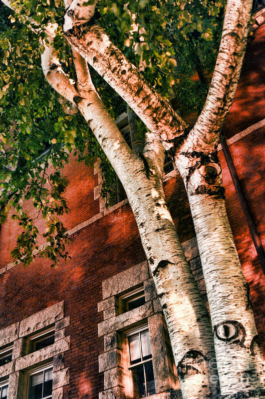 Trees Poster featuring the photograph Trees At Night by HD Connelly