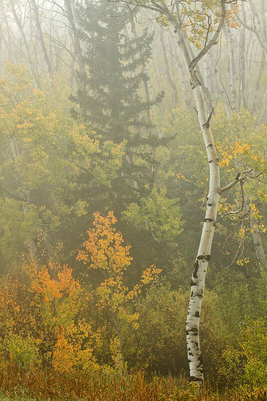 Fall Poster featuring the photograph Trees in the Fog by Ronda Kimbrow