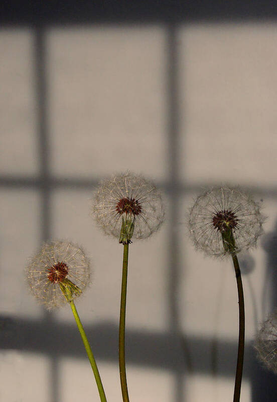 Flowers Poster featuring the photograph Trio of Dandelions by Margie Avellino