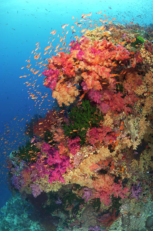 Underwater Poster featuring the photograph Tropical Reef by Apsimo1