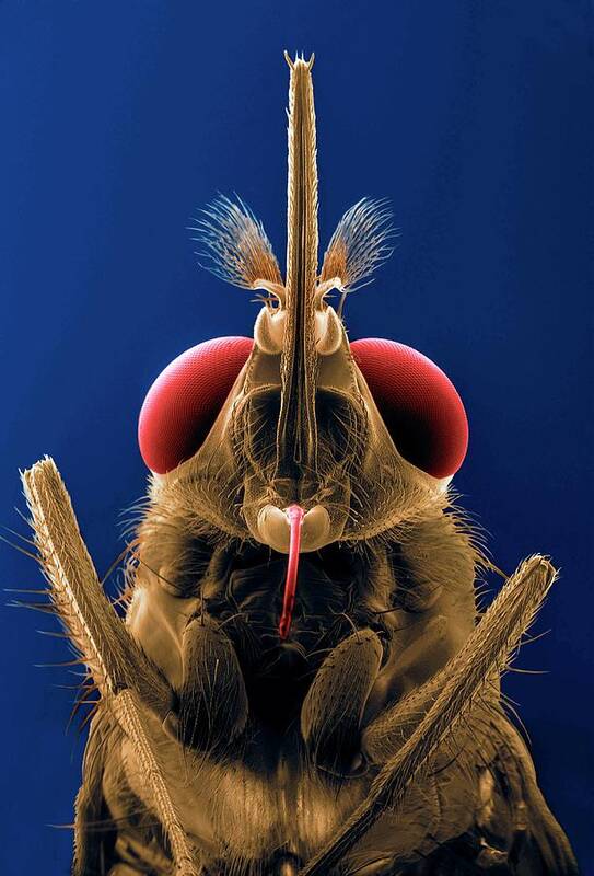 Tsetse Fly Poster featuring the photograph Tsetse Fly by Thierry Berrod, Mona Lisa Production/ Science Photo Library