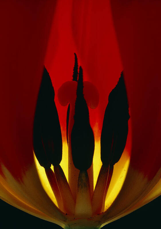 Anther Poster featuring the photograph Tulip Flower by Perennou Nuridsany
