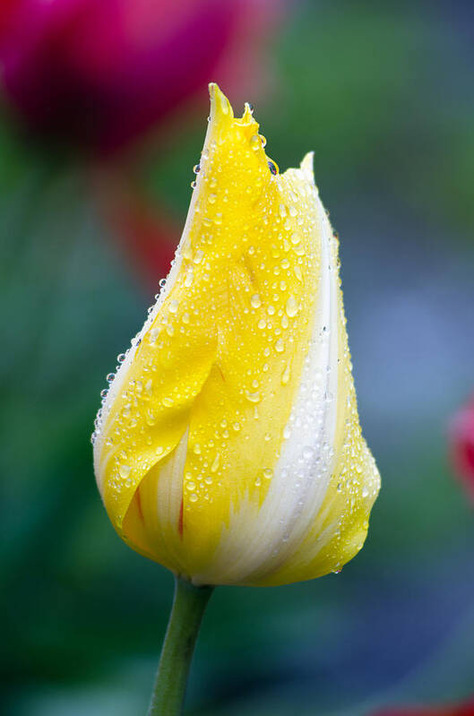 Tulips Poster featuring the photograph Tulip in Rain by Michael Hubley