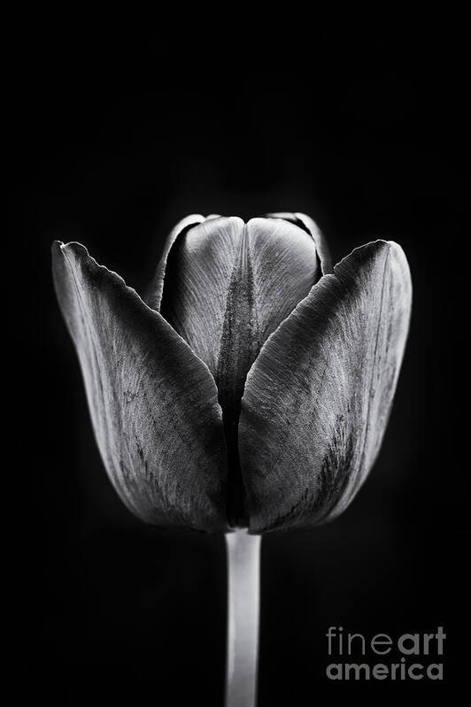 Tulip Poster featuring the photograph Tulip Queen of the Night by Tim Gainey