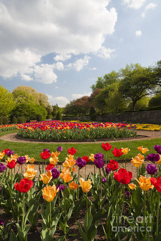 Cantigny Poster featuring the photograph Tulip Time by Patty Colabuono