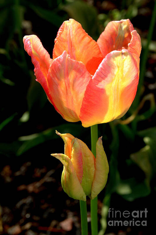 Tulips Poster featuring the photograph Tulips by Anjanette Douglas