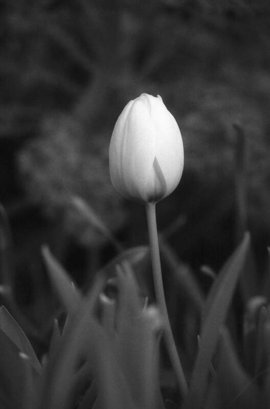 Tulip Poster featuring the photograph Tulips - Infrared 01 by Pamela Critchlow