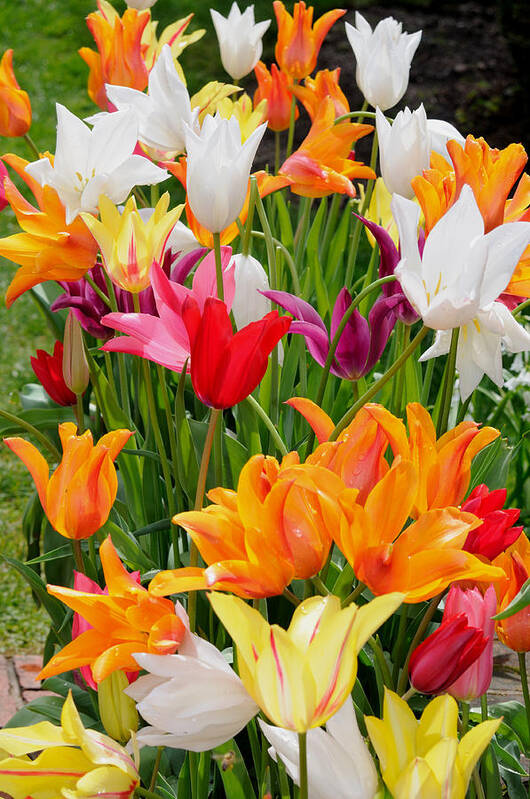  Poster featuring the photograph Tulips Tulips by Haleh Mahbod