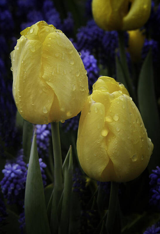 Keukenhof Poster featuring the photograph Tulips Two Yellow by James Bethanis