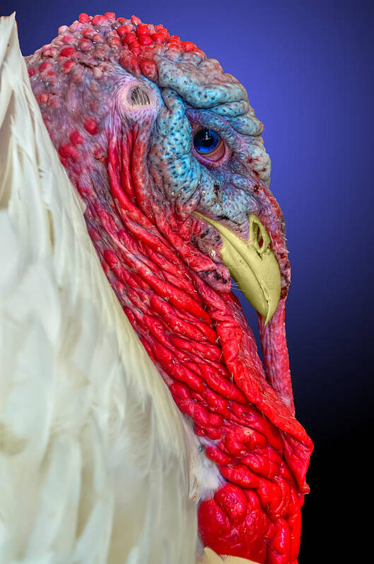 Avian Poster featuring the photograph Turkey 2 by Brian Stevens