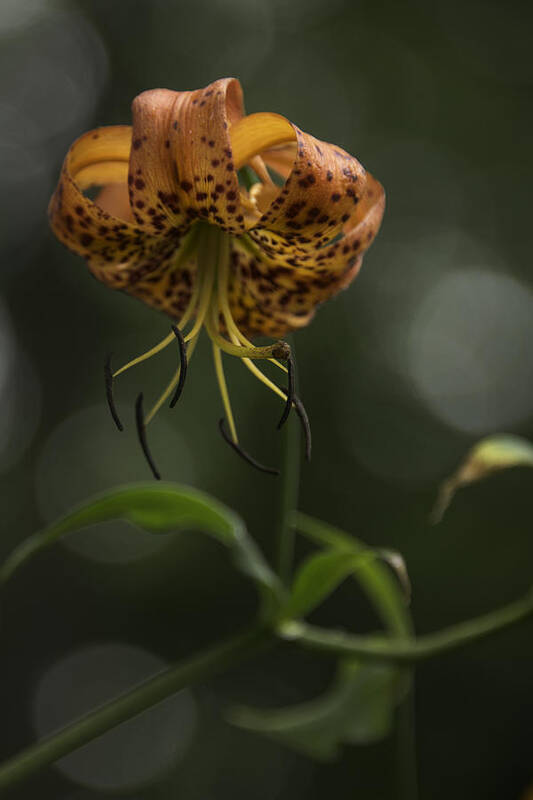 Blue Ridge Mountains Poster featuring the photograph Turks Cap 0002 by Donald Brown