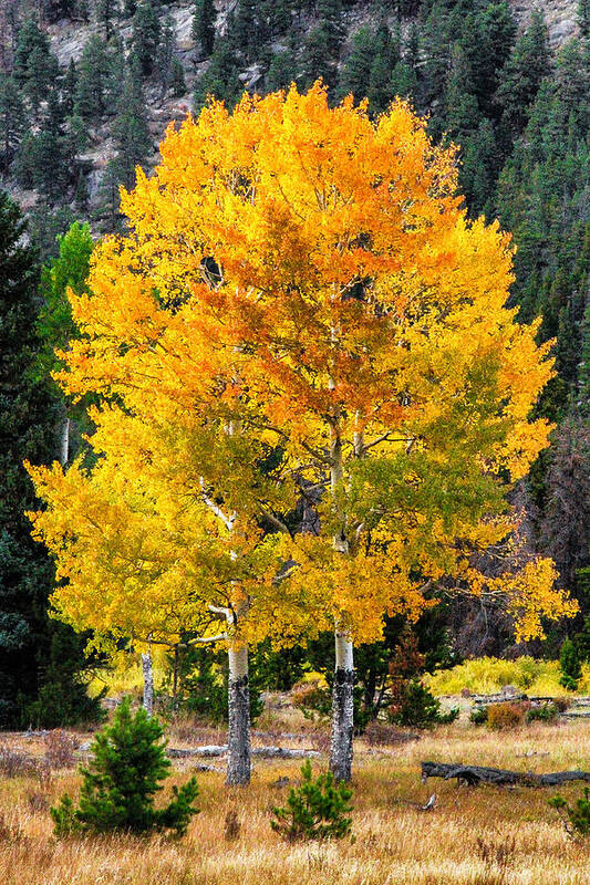 Fall Trees Poster featuring the photograph Twin Fall Trees by Juli Ellen