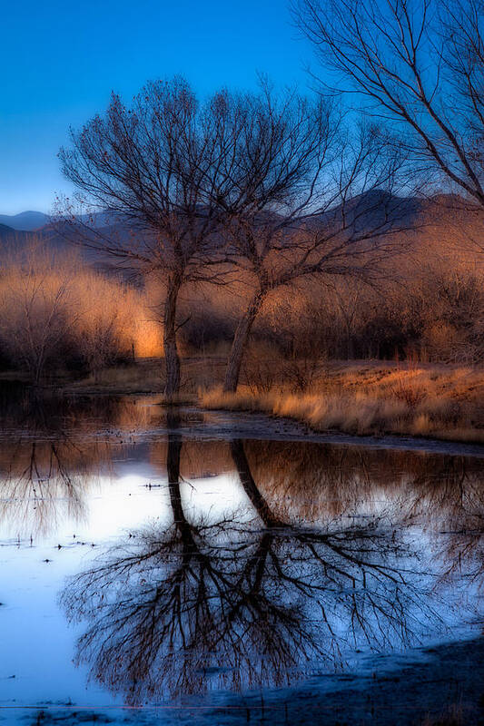 Bosque Del Apache Poster featuring the photograph Twin Trees by Kristal Kraft