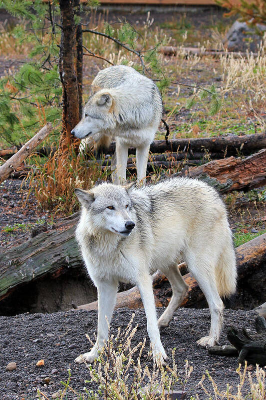 Wolves Poster featuring the photograph Twin Wolves by Athena Mckinzie