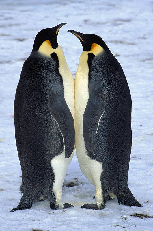 Feb0514 Poster featuring the photograph Two Emperor Penguins Face To Face by Colin Monteath