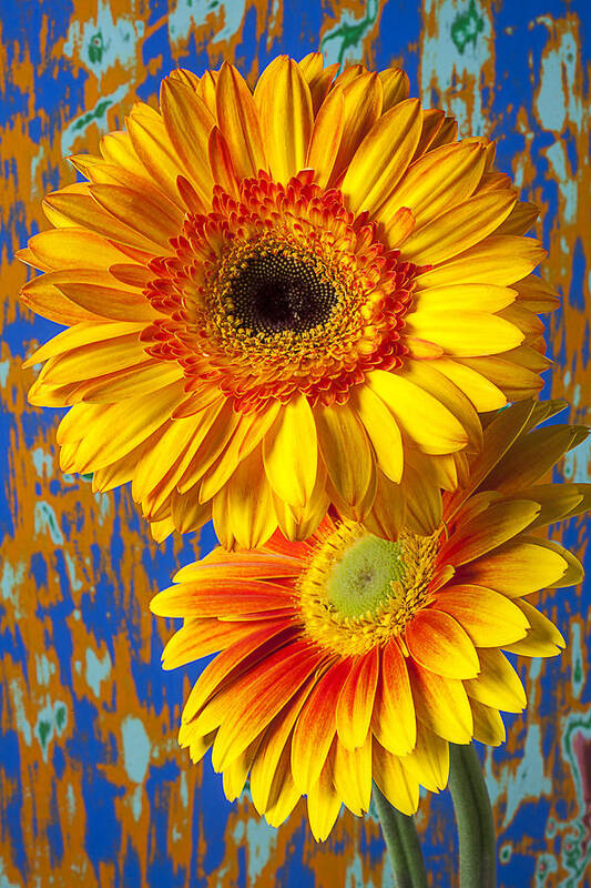 Gerbera Poster featuring the photograph Two golden mums by Garry Gay