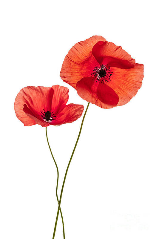 Poppy Poster featuring the photograph Two poppy flowers by Elena Elisseeva