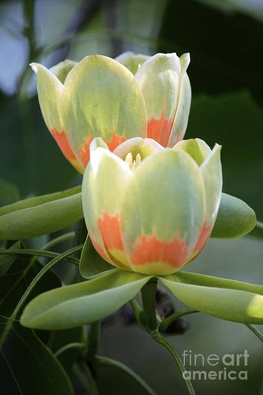 Tulip Tree Poster featuring the photograph Two tulips by Jim Gillen