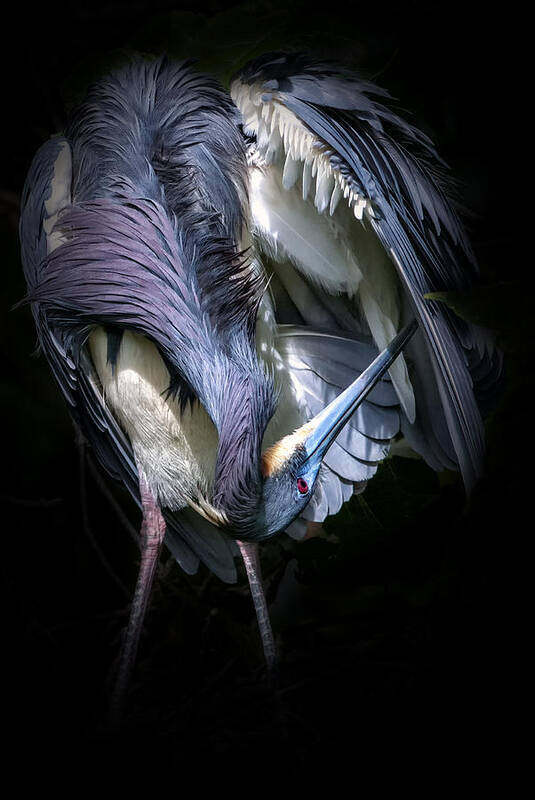 Tricolored Heron Poster featuring the photograph Under the Hood by Ghostwinds Photography