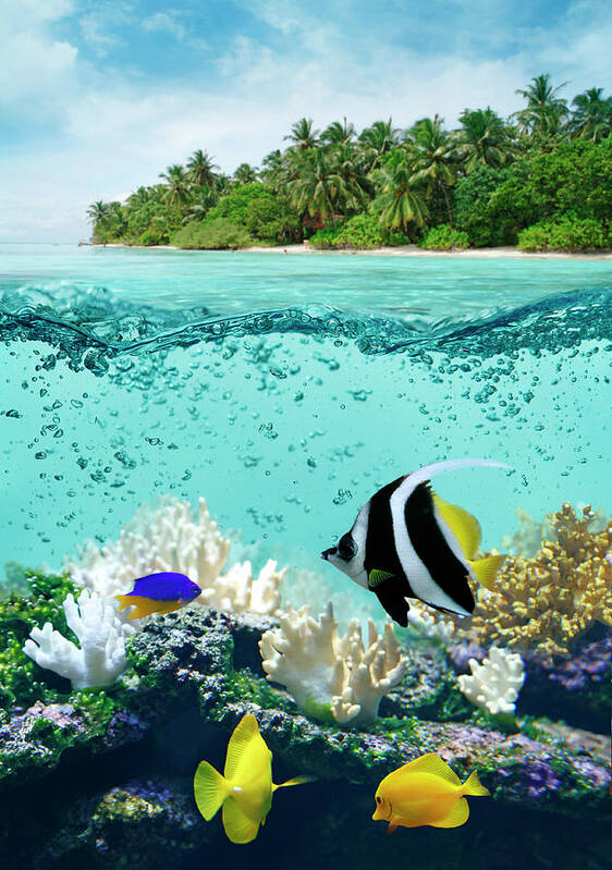 Bedrock Poster featuring the photograph Underwater Life In Tropical Sea by Narvikk