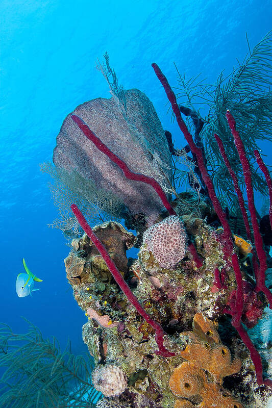 Ocean Poster featuring the photograph Underwater Scene by Jean Noren