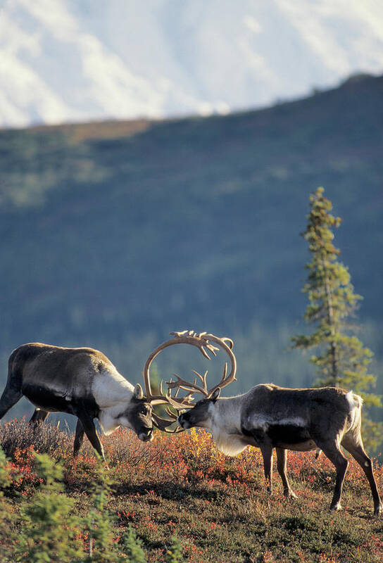 Alaska Poster featuring the photograph USA, Alaska, Bull Caribou, Mount by Gerry Reynolds