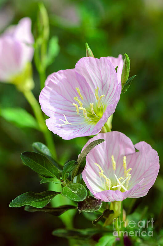 Pink Wildflowers Poster featuring the photograph Mexican Evening Primrose by Tamara Becker