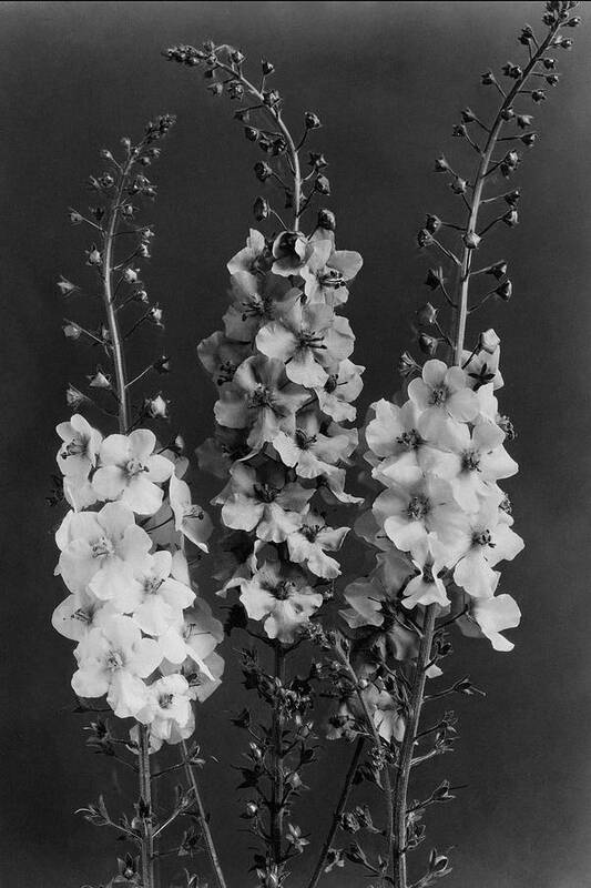 Garden Poster featuring the photograph Verbascum Phoeniceum Flowers by J. Horace McFarland