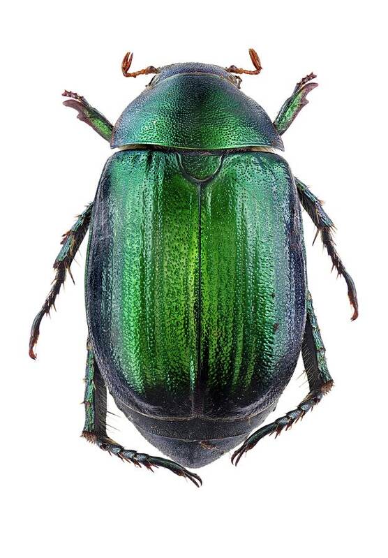 1 Poster featuring the photograph Vine Chafer Beetle by F. Martinez Clavel