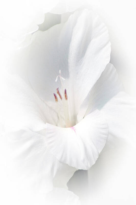 Gladiola Poster featuring the photograph Virginity by David Armstrong