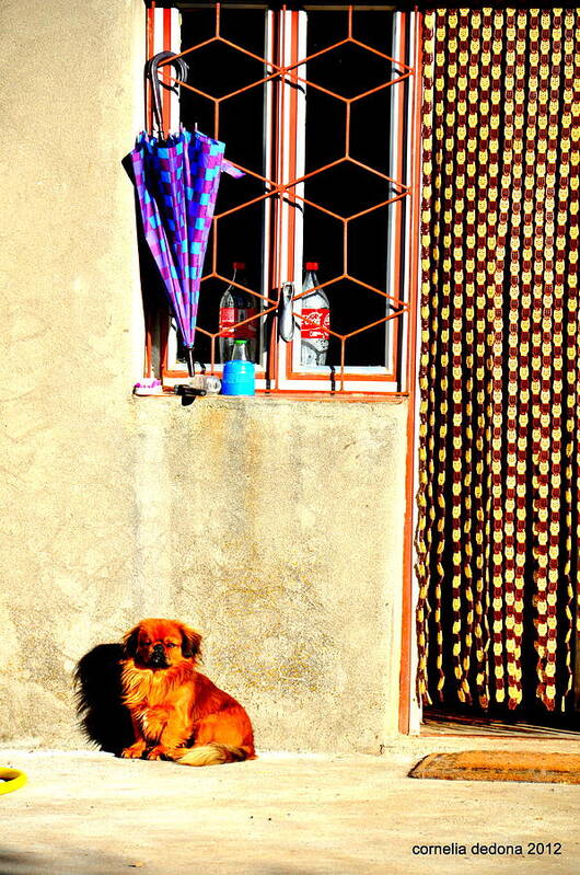 Dog Poster featuring the photograph Waiting for Godot by Cornelia DeDona