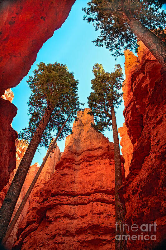  Trees Poster featuring the photograph Wall Street by Robert Bales