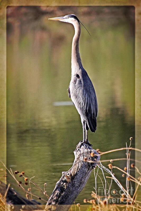 Birds Poster featuring the photograph Watchful Heron by Bob Hislop