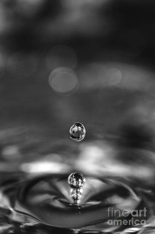 Water Poster featuring the photograph Water drops rebound by Paul Cowan